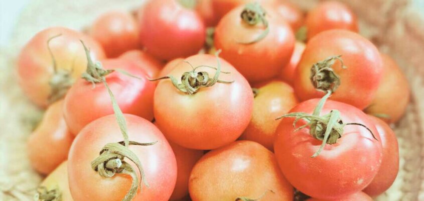 Tomaten