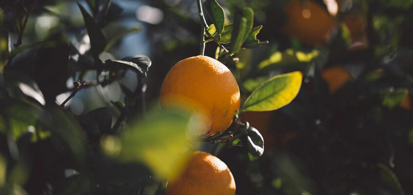 Mallorca Orangen: Der Geschmack der Sonne - 